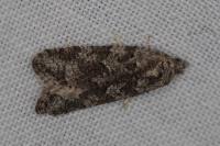 Cnephasia
