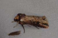 Axylia putris