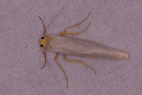 Eilema caniola