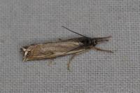 Crambus lathoniellus