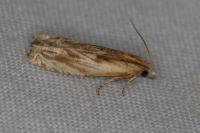Eucosma cana