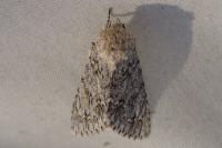 Acronicta aceris