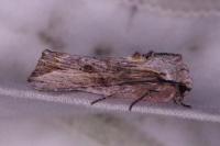 Egira conspicillaris