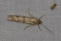 Homoeosoma sinuella