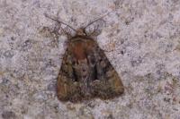 Oligia