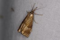 Chrysocrambus linetella