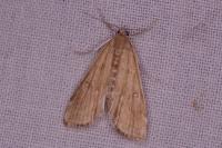 Parapoynx stratiotata