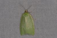 Tortrix viridana