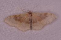 Idaea degeneraria