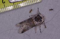 Furcula furcula