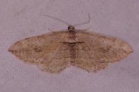 Horisme radicaria/tersata