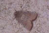 Hoplodrina ambigua