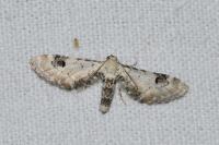 Eupithecia centaureata