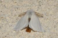 Euproctis chrysorrhoea