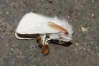 Euproctis chrysorrhoea