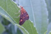 Pyrausta purpuralis