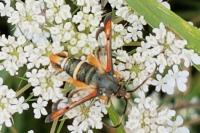 Pyropteron chrysidiforme