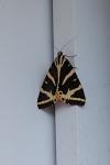 Euplagia quadripunctaria