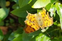 Polygonia c-album