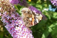 Vanessa atalanta
