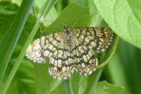 Chiasmia clathrata