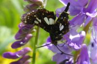 Thyris fenestrella