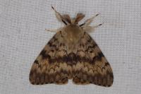 Lymantria dispar