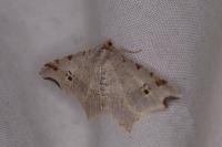 Macaria alternata
