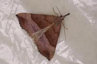 Hypena proboscidalis