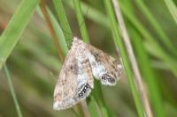 Cataclysta lemnata