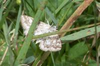 Elophila nymphaeata