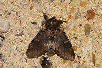 Notodonta dromedarius