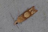 Eucosma conterminana