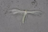 Pterophorus pentadactylus