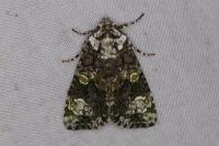 Craniophora ligustri