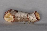 Phalera bucephala