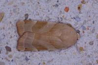 Noctua fimbriata