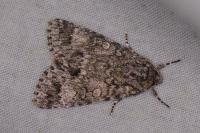 Acronicta megacephala