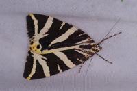 Euplagia quadripunctaria