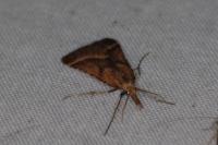 Synaphe punctalis