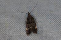 Dichomeris alacella