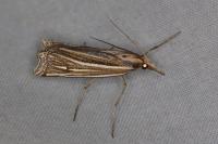 Ancylolomia tentaculella
