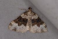 Epirrhoe galiata