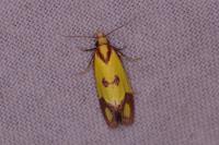 Agapeta zoegana