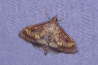 Ostrinia nubilalis