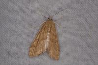 Parapoynx stratiotata
