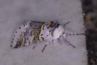 Furcula furcula