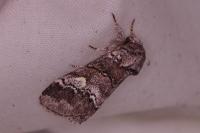 Drymonia querna