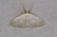 Idaea subsericeata