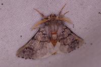 Thaumetopoea pityocampa